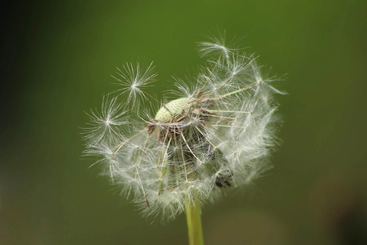 Close-up of a dandelion with half it's seeds missing